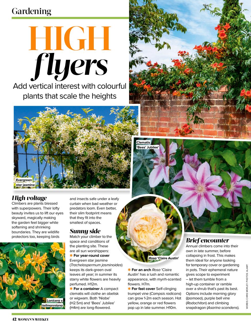 Woman's Weekly Preview Pages