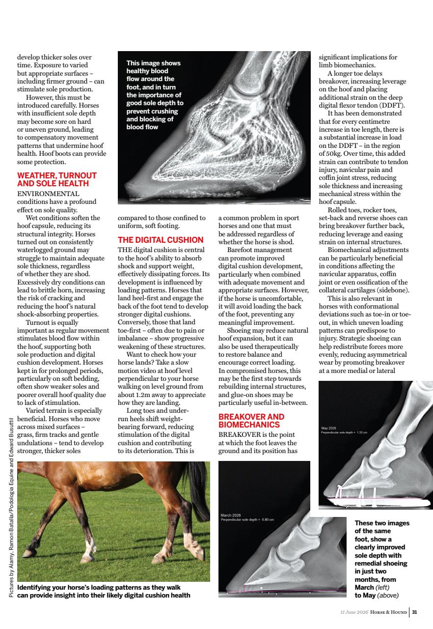 Horse & Hound Preview Pages