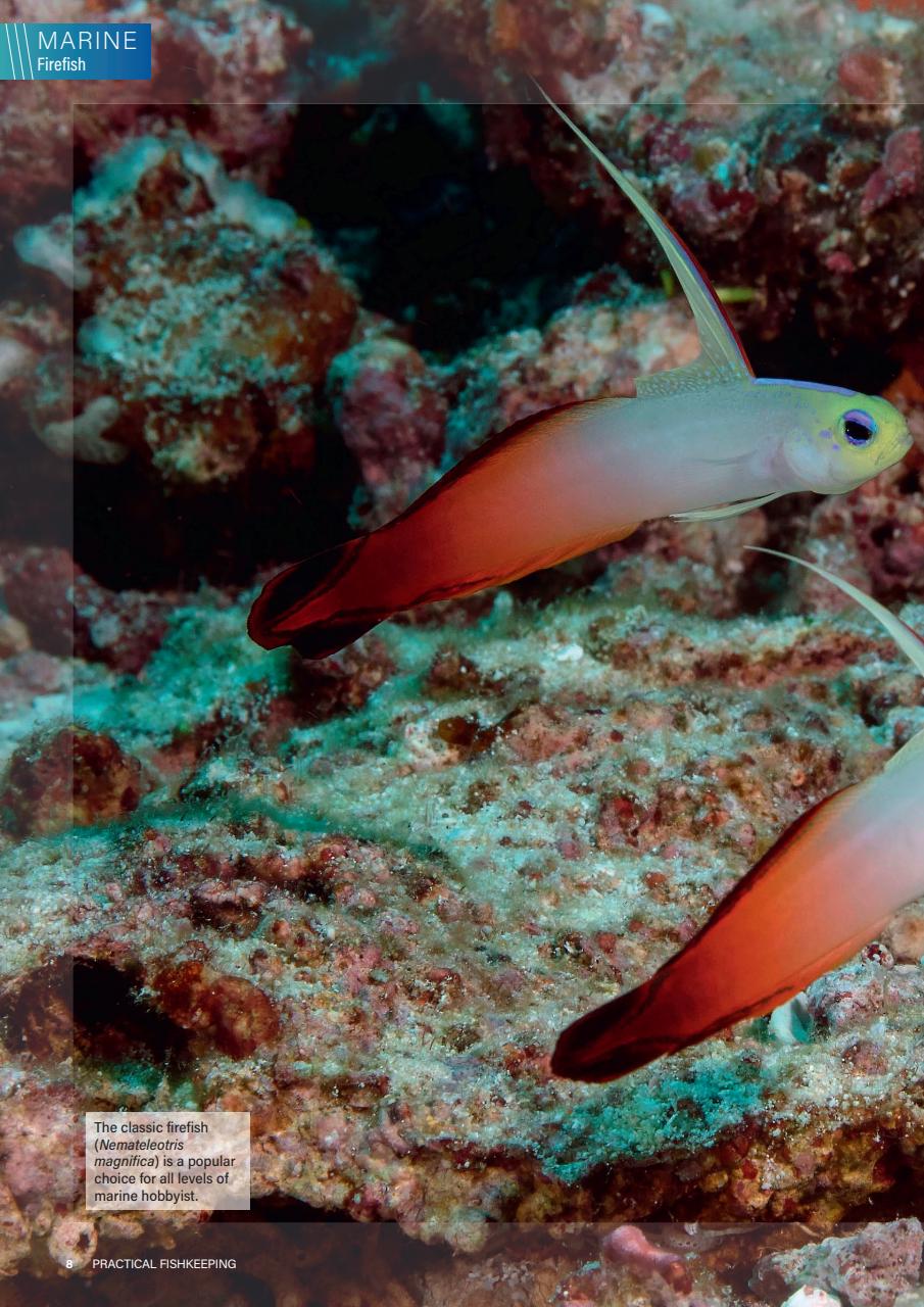 Practical Fishkeeping Preview Pages