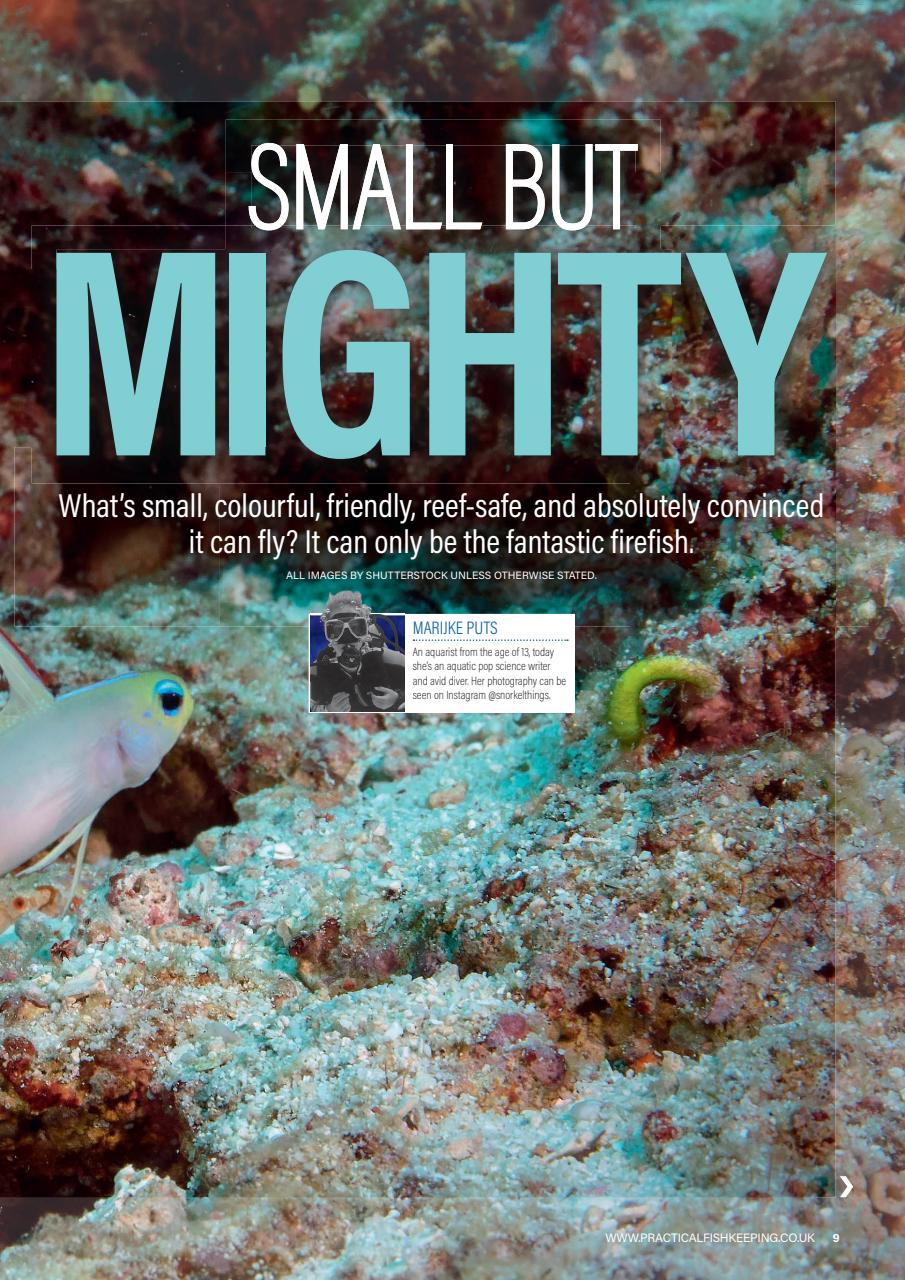 Practical Fishkeeping Preview Pages