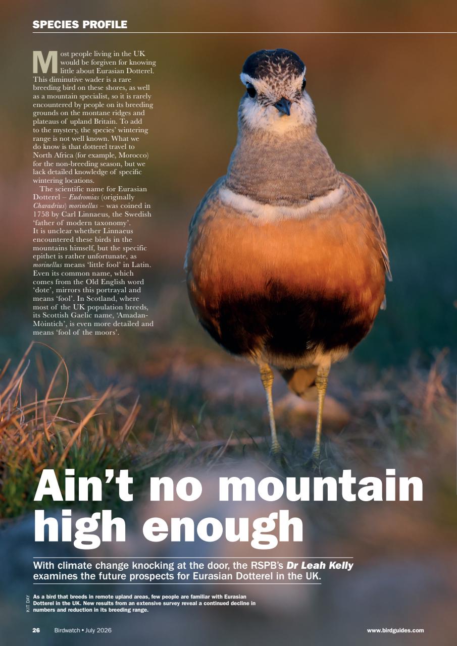 Birdwatch Magazine Preview Pages