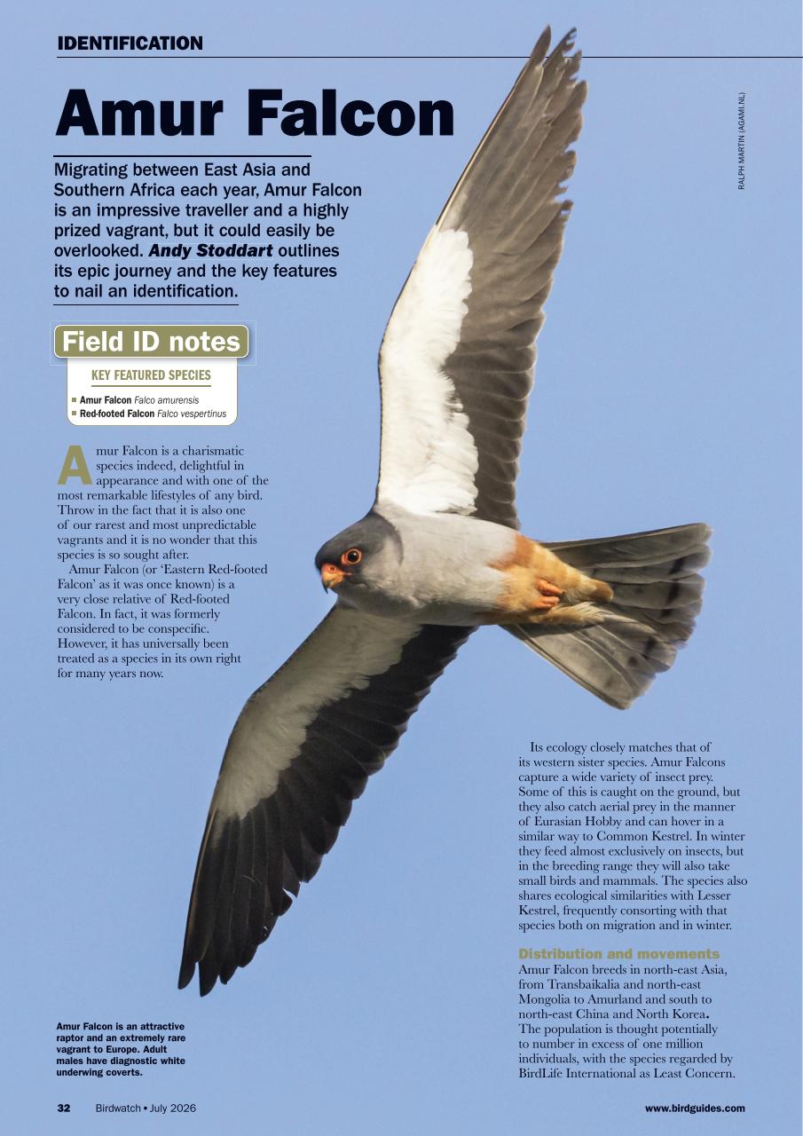 Birdwatch Magazine Preview Pages