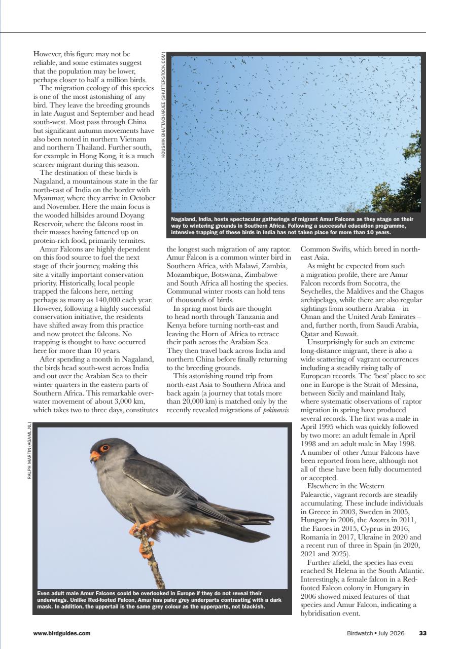 Birdwatch Magazine Preview Pages