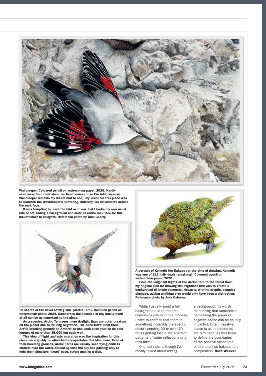 Birdwatch Magazine Preview Pages
