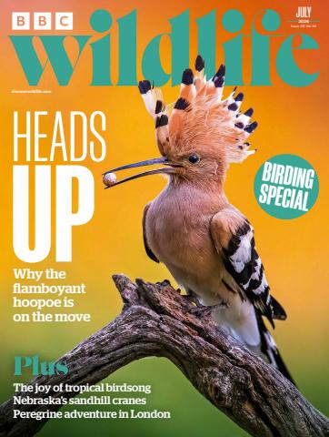 BBC Wildlife Magazine issue July 2026
