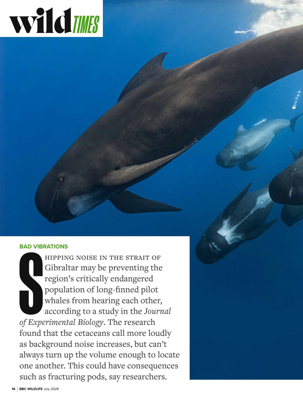 BBC Wildlife Magazine Preview Pages