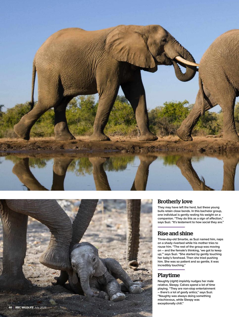 BBC Wildlife Magazine Preview Pages