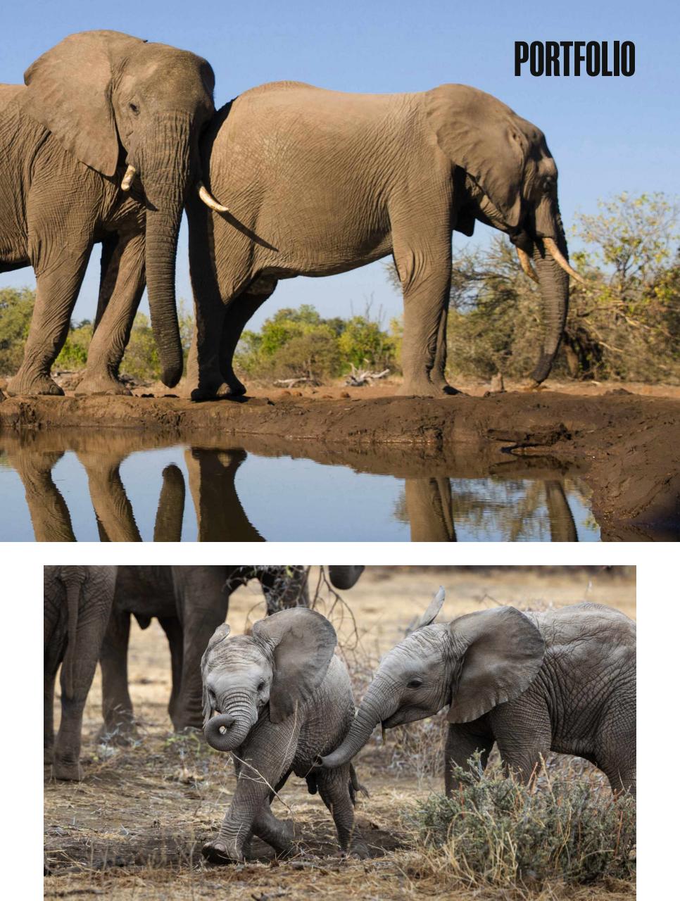 BBC Wildlife Magazine Preview Pages