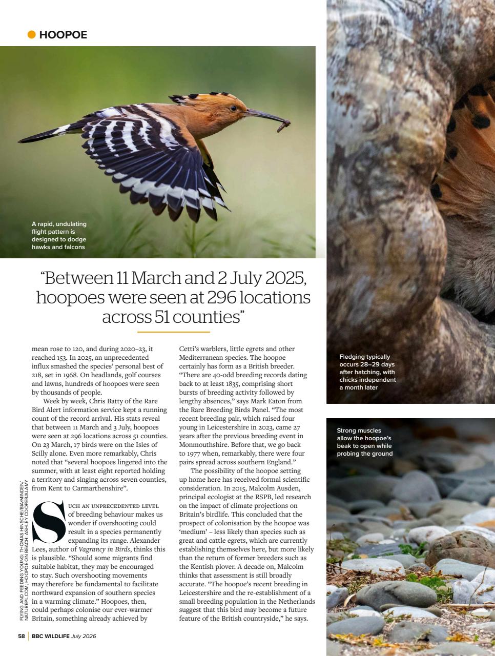 BBC Wildlife Magazine Preview Pages