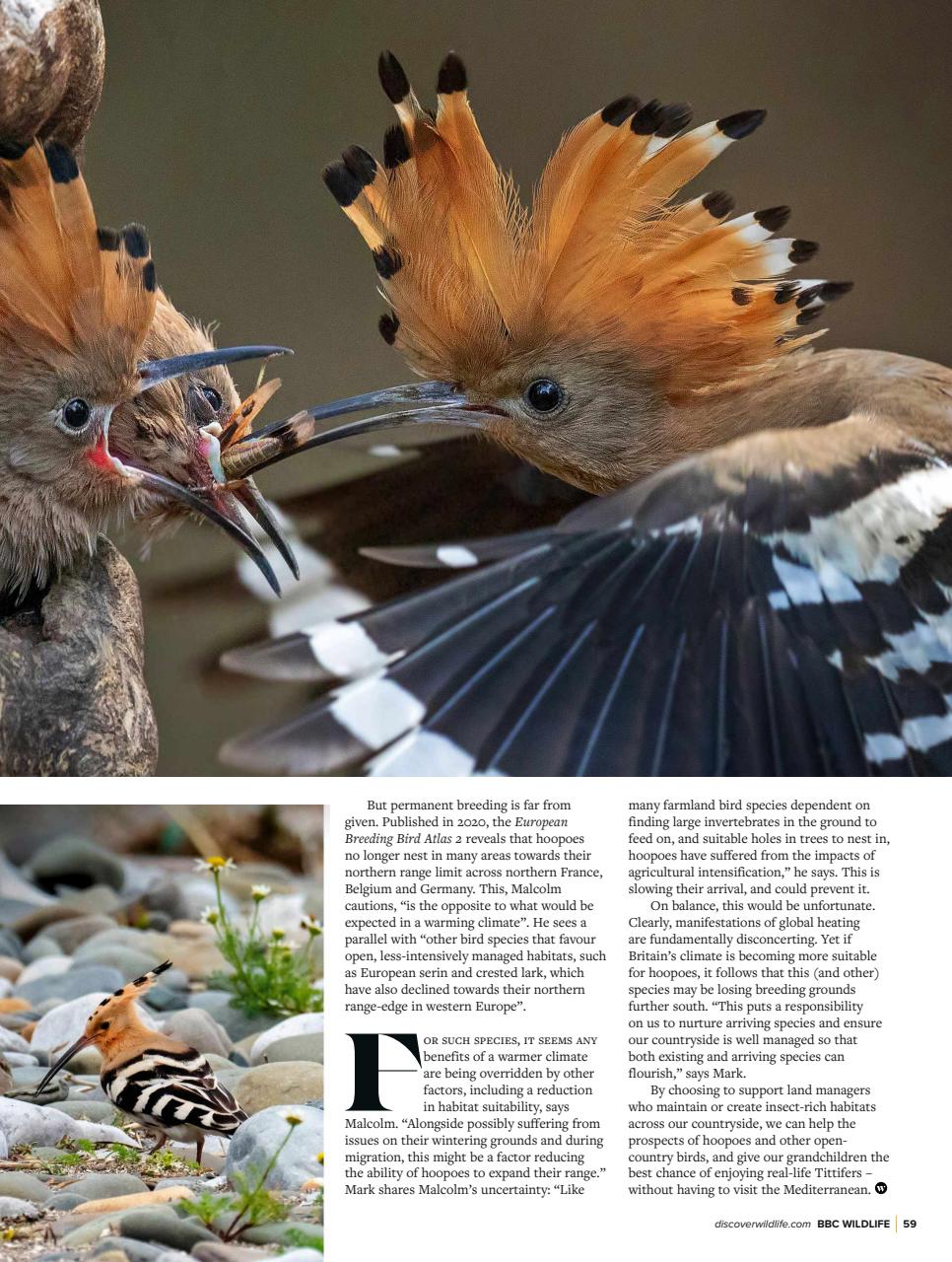 BBC Wildlife Magazine Preview Pages