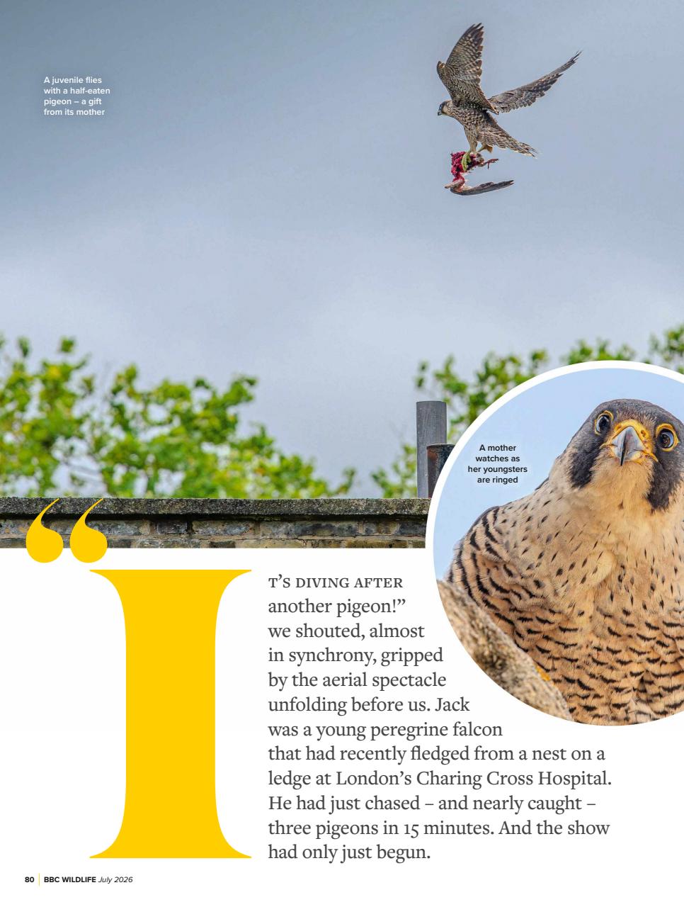 BBC Wildlife Magazine Preview Pages