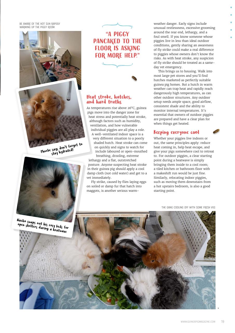 Guinea Pig Magazine Preview Pages