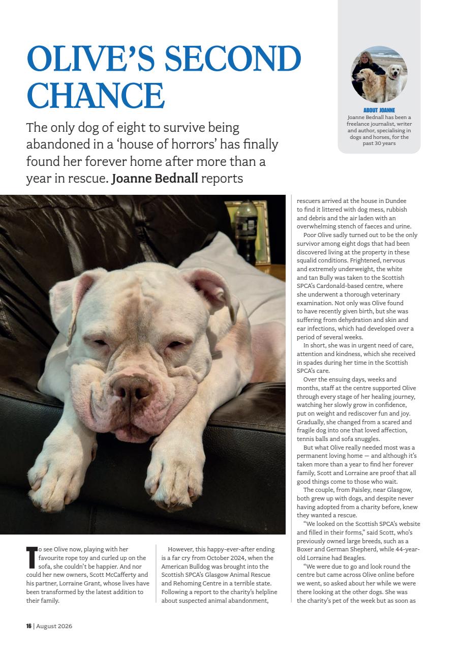 Your Dog Preview Pages