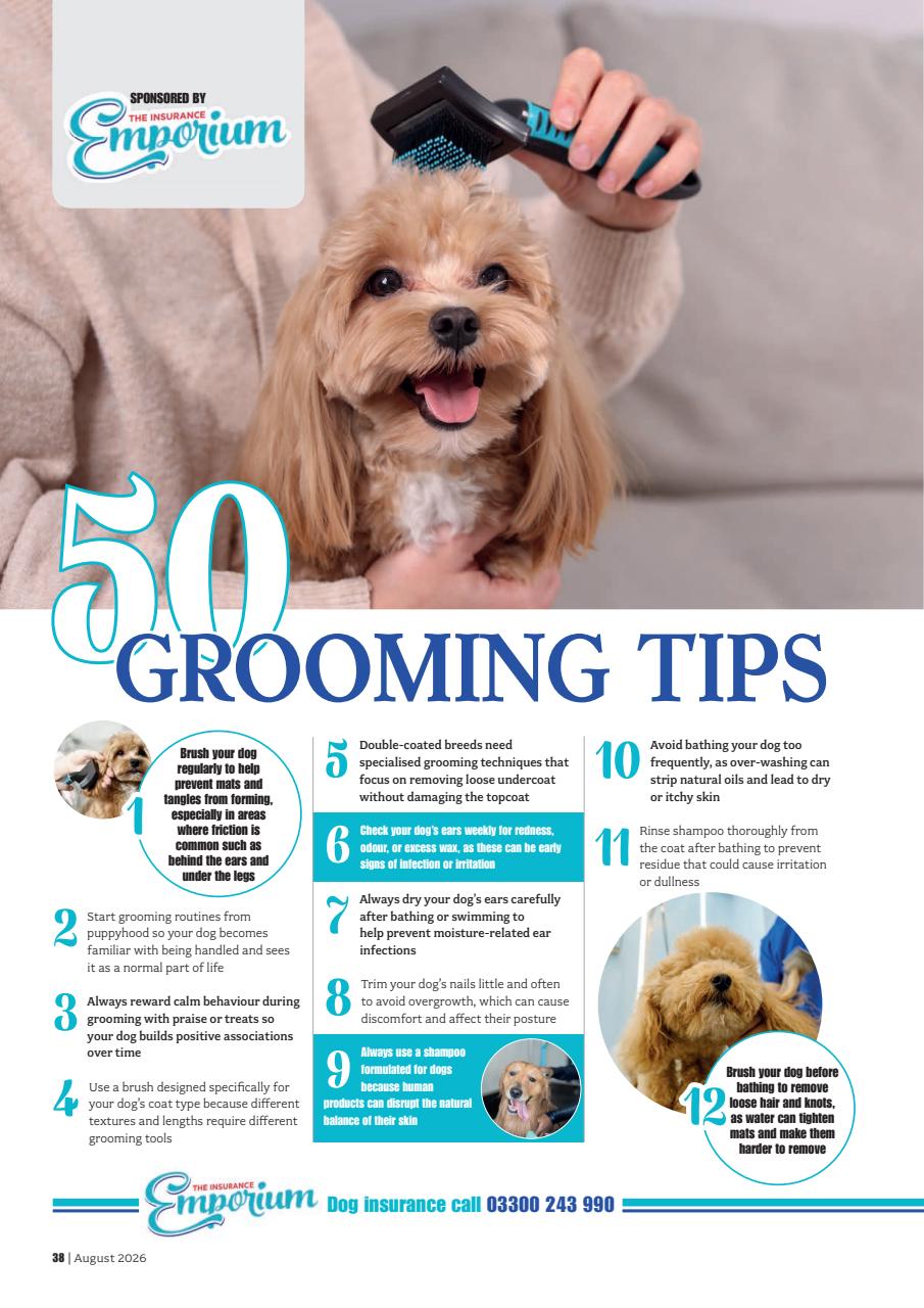 Your Dog Preview Pages