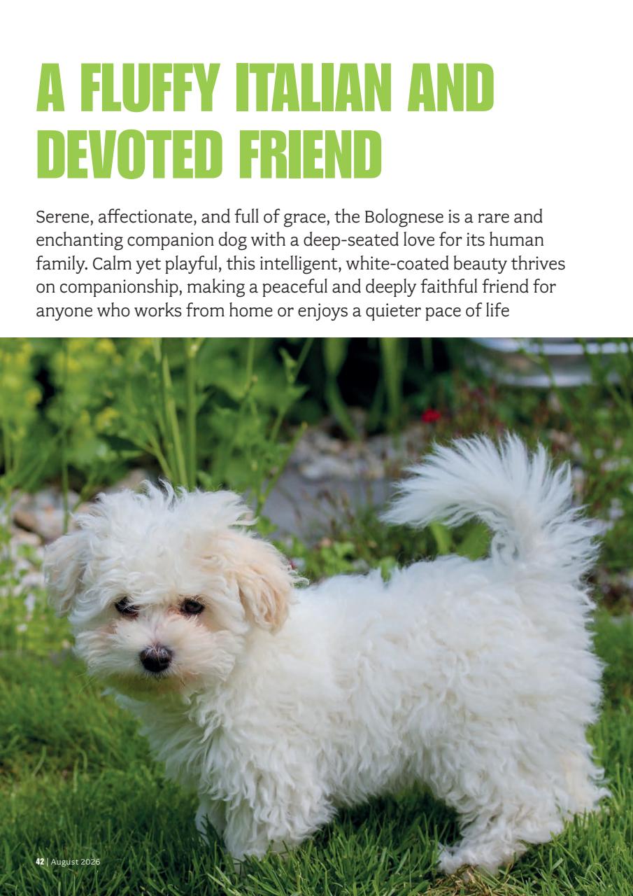 Your Dog Preview Pages