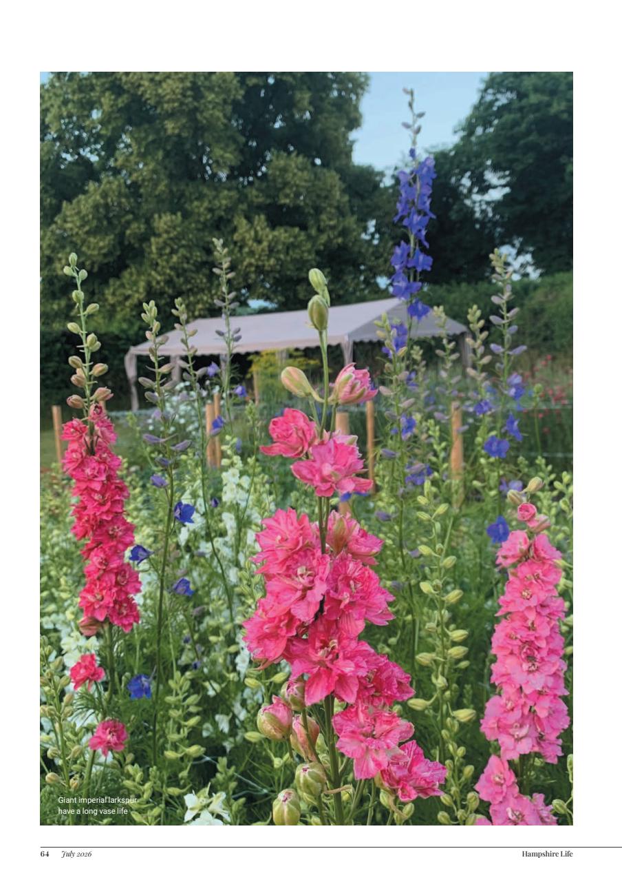 Hampshire Life Preview Pages