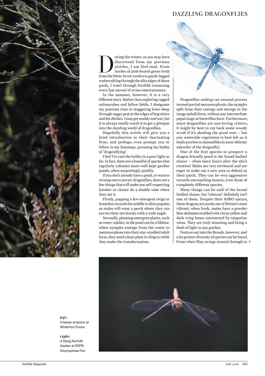 Norfolk Magazine Preview Pages