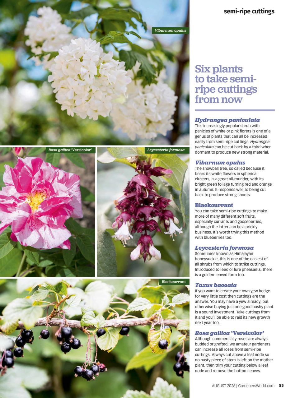BBC Gardeners’ World Magazine Preview Pages