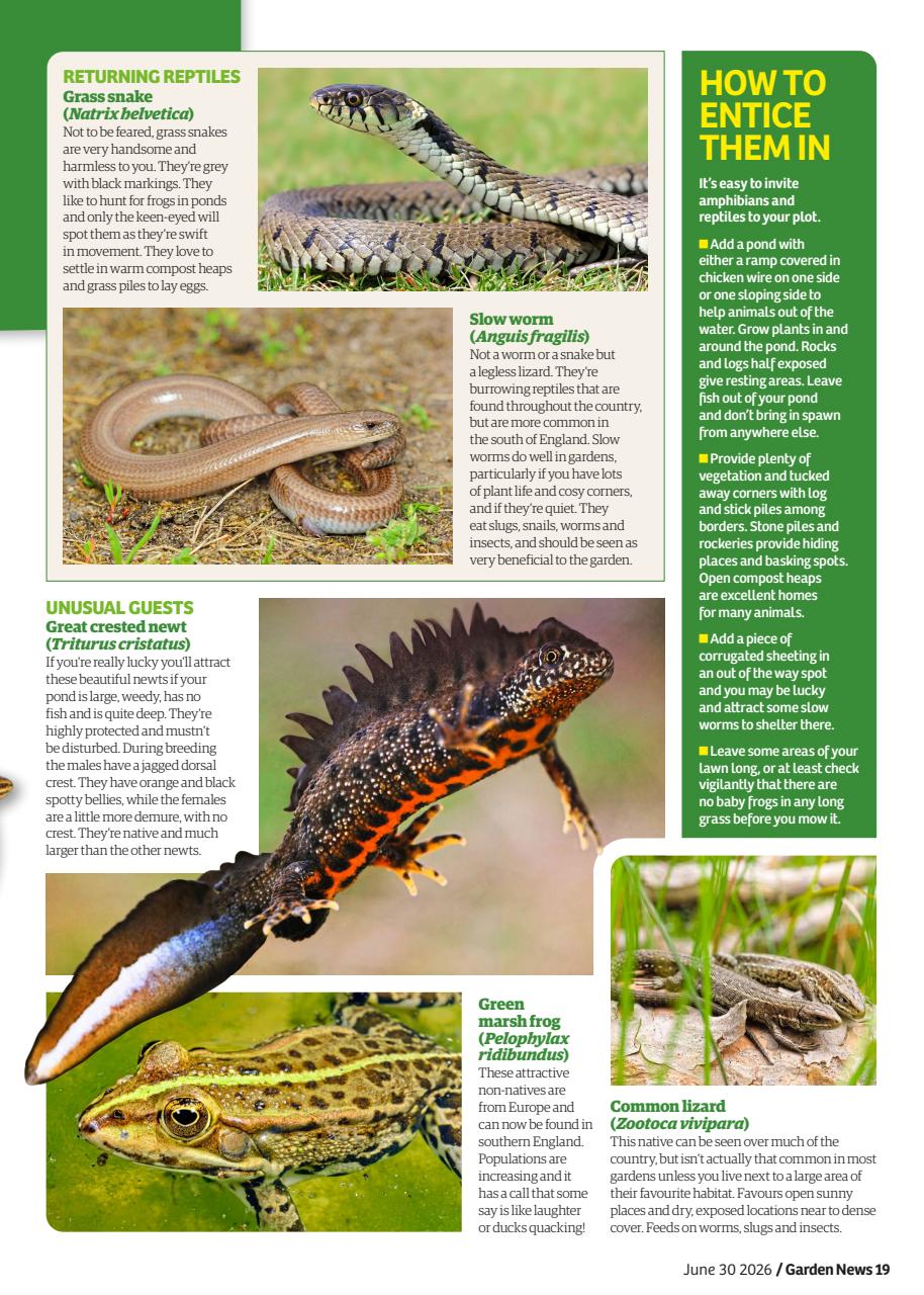 Garden News Preview Pages