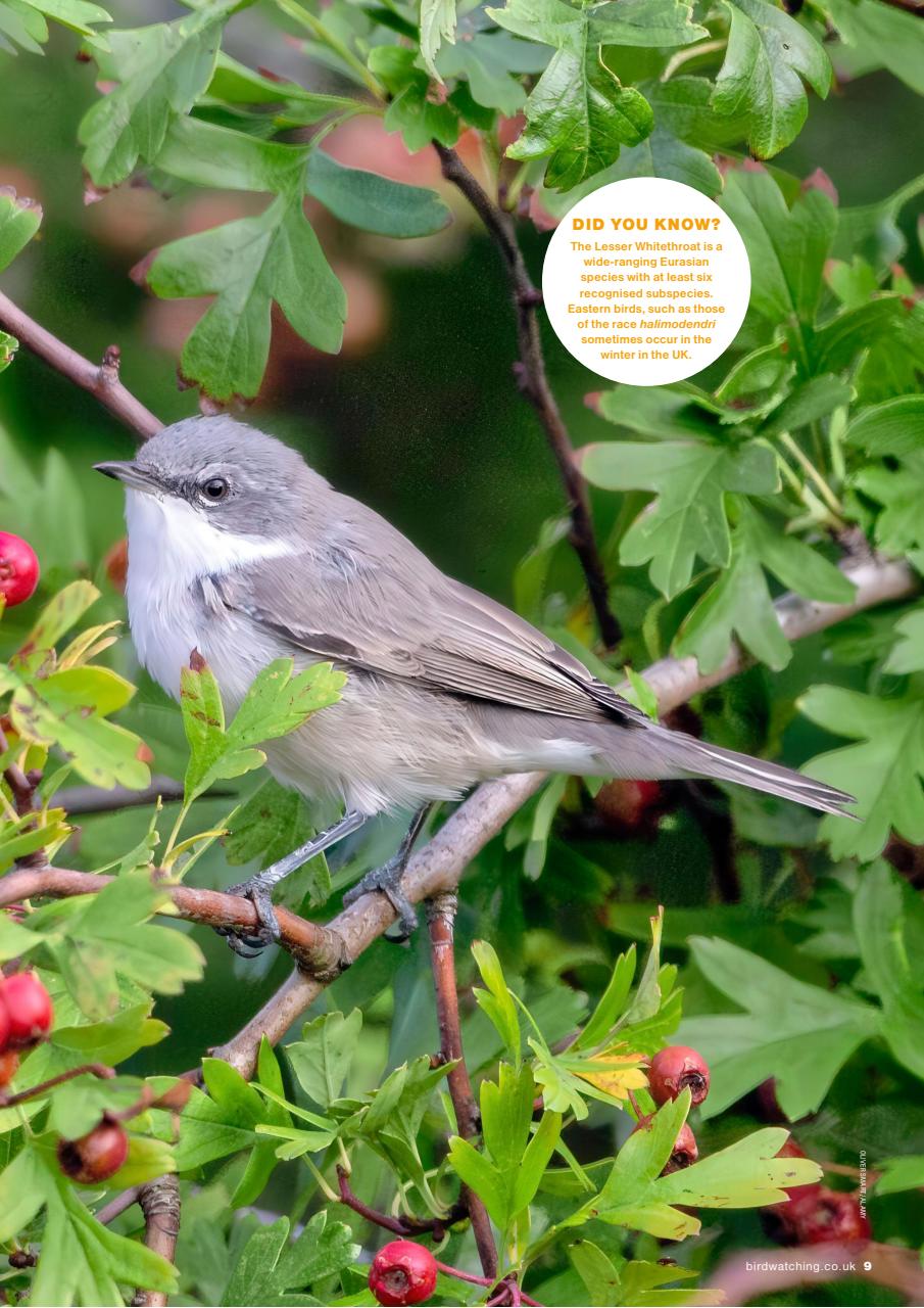Bird Watching Preview Pages