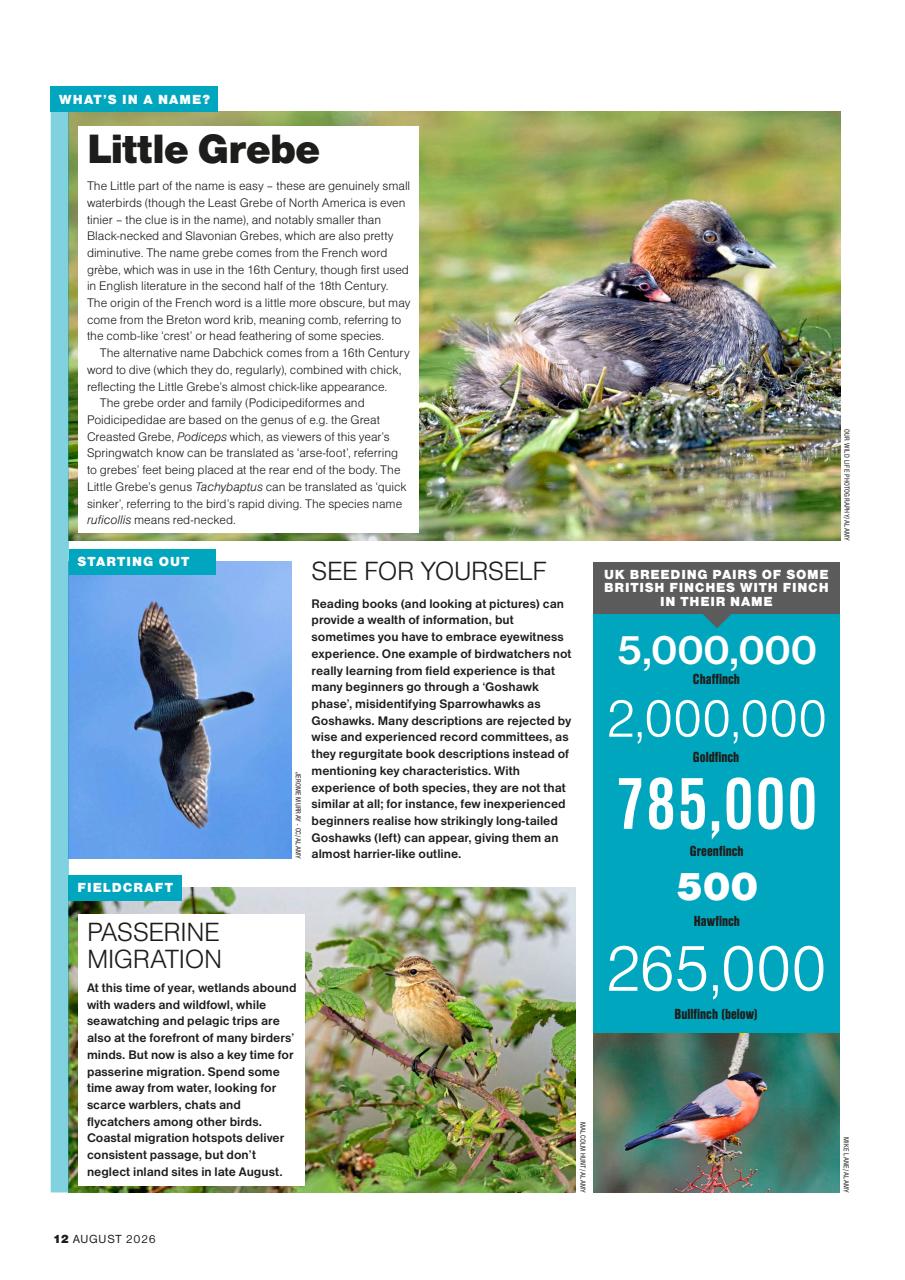 Bird Watching Preview Pages