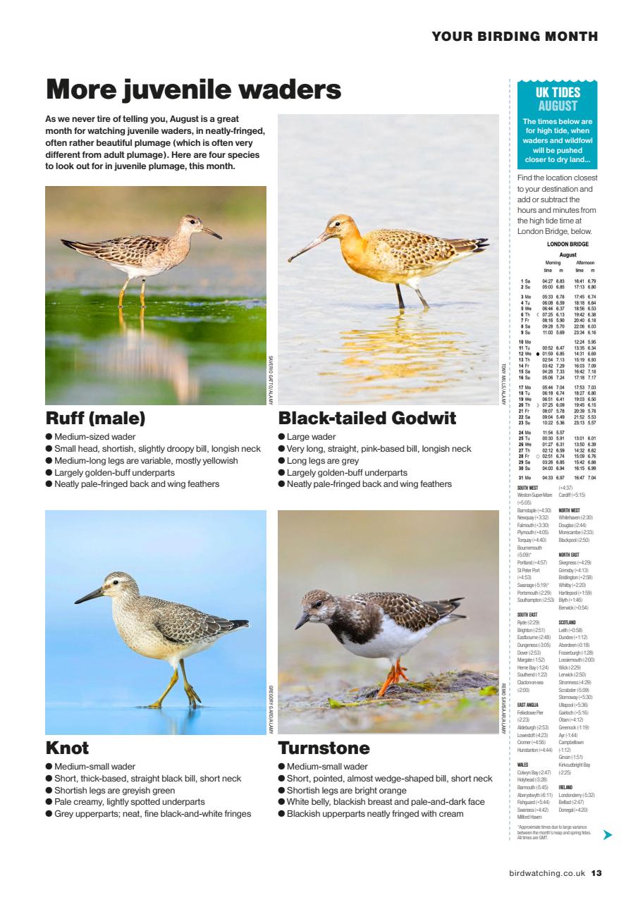 Bird Watching Preview Pages