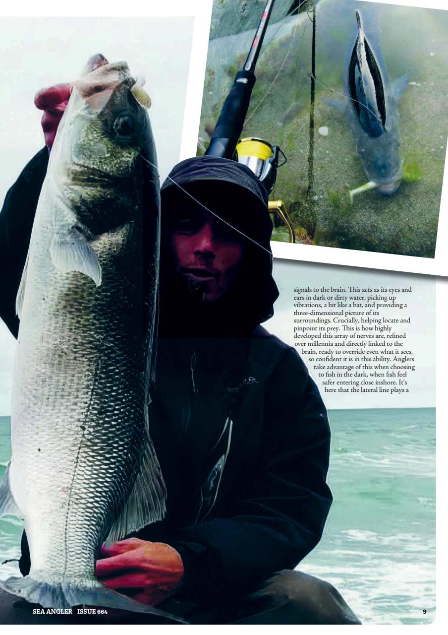 Sea Angler Preview Pages