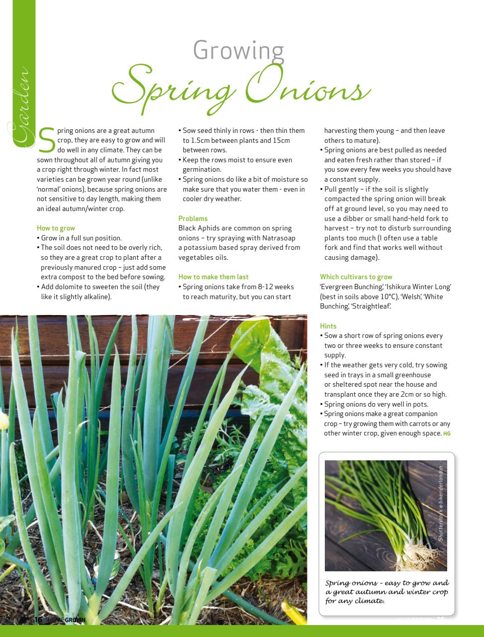 HomeGrown Preview Pages