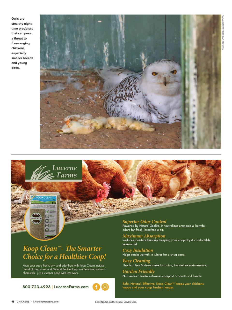 Chickens Magazine Preview Pages