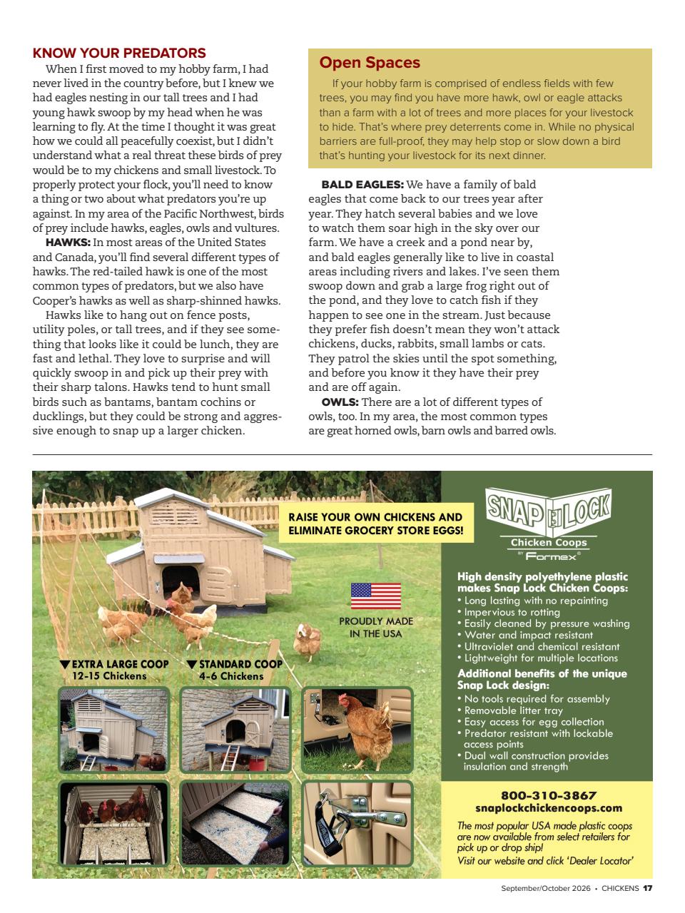 Chickens Magazine Preview Pages
