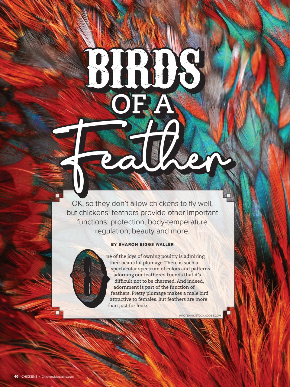Chickens Magazine Preview Pages