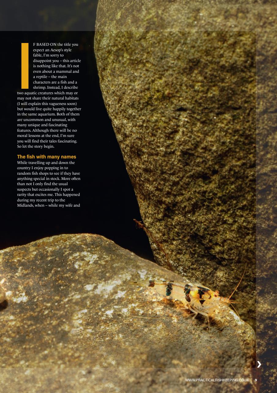 Practical Fishkeeping Preview Pages