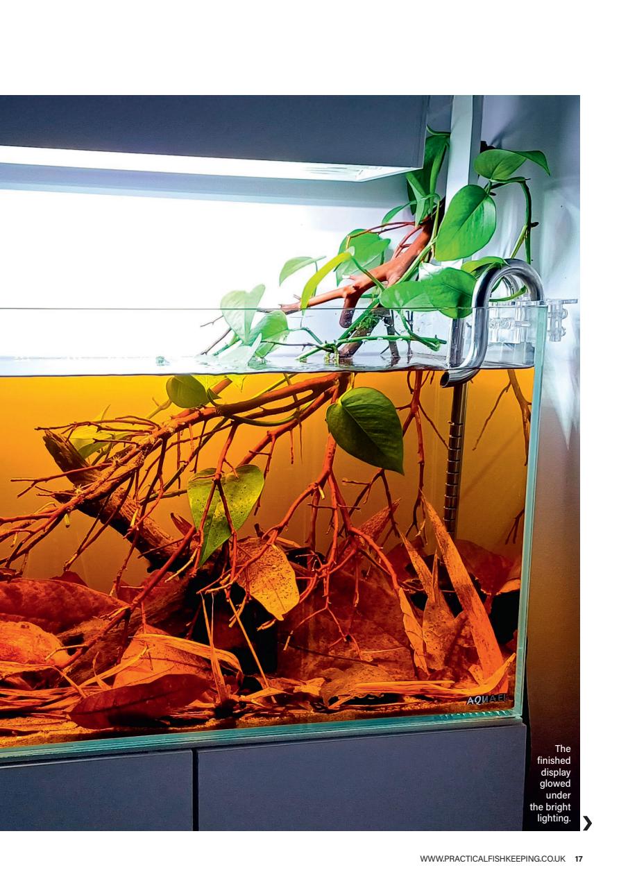 Practical Fishkeeping Preview Pages