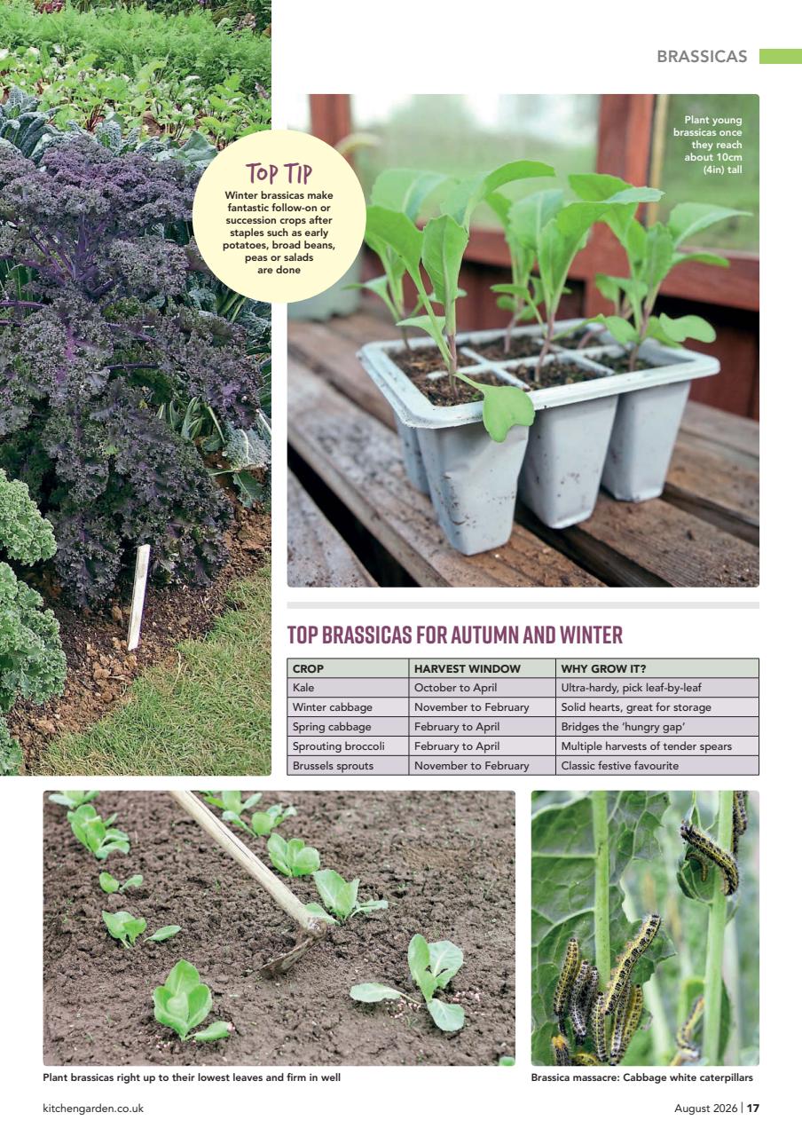 Kitchen Garden Magazine Preview Pages