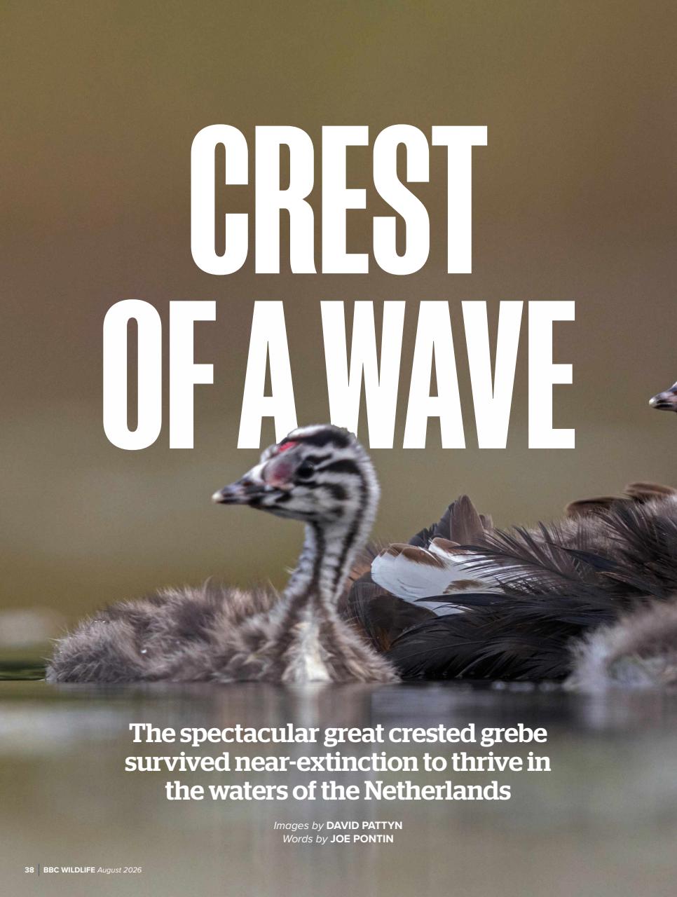 BBC Wildlife Magazine Preview Pages