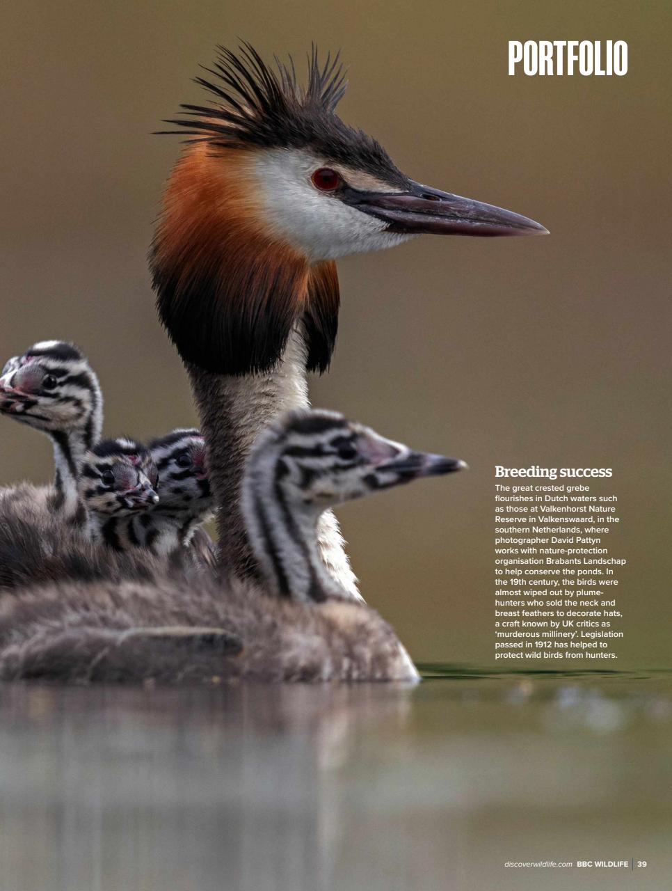 BBC Wildlife Magazine Preview Pages