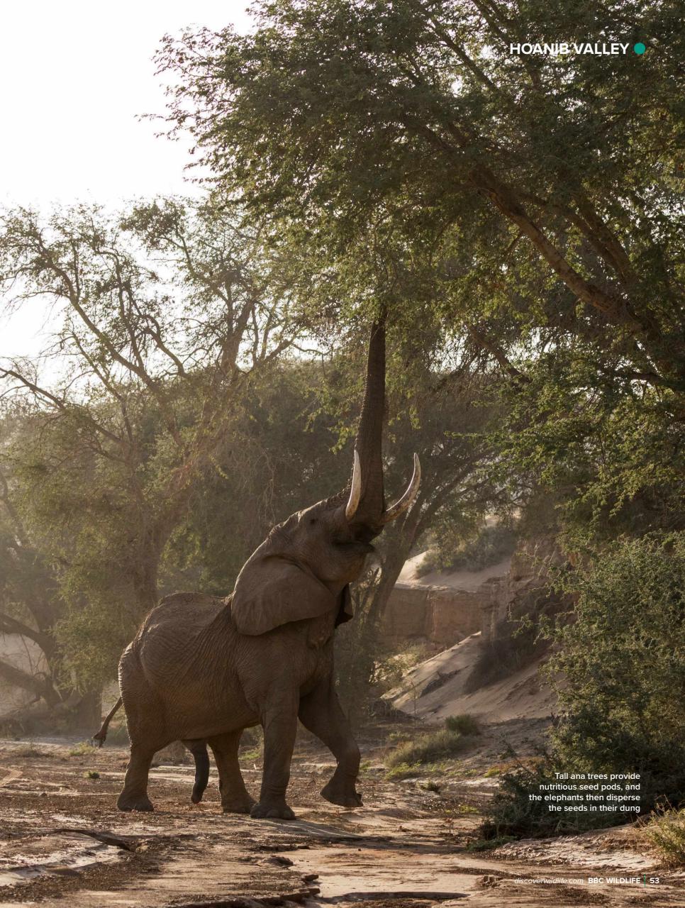BBC Wildlife Magazine Preview Pages