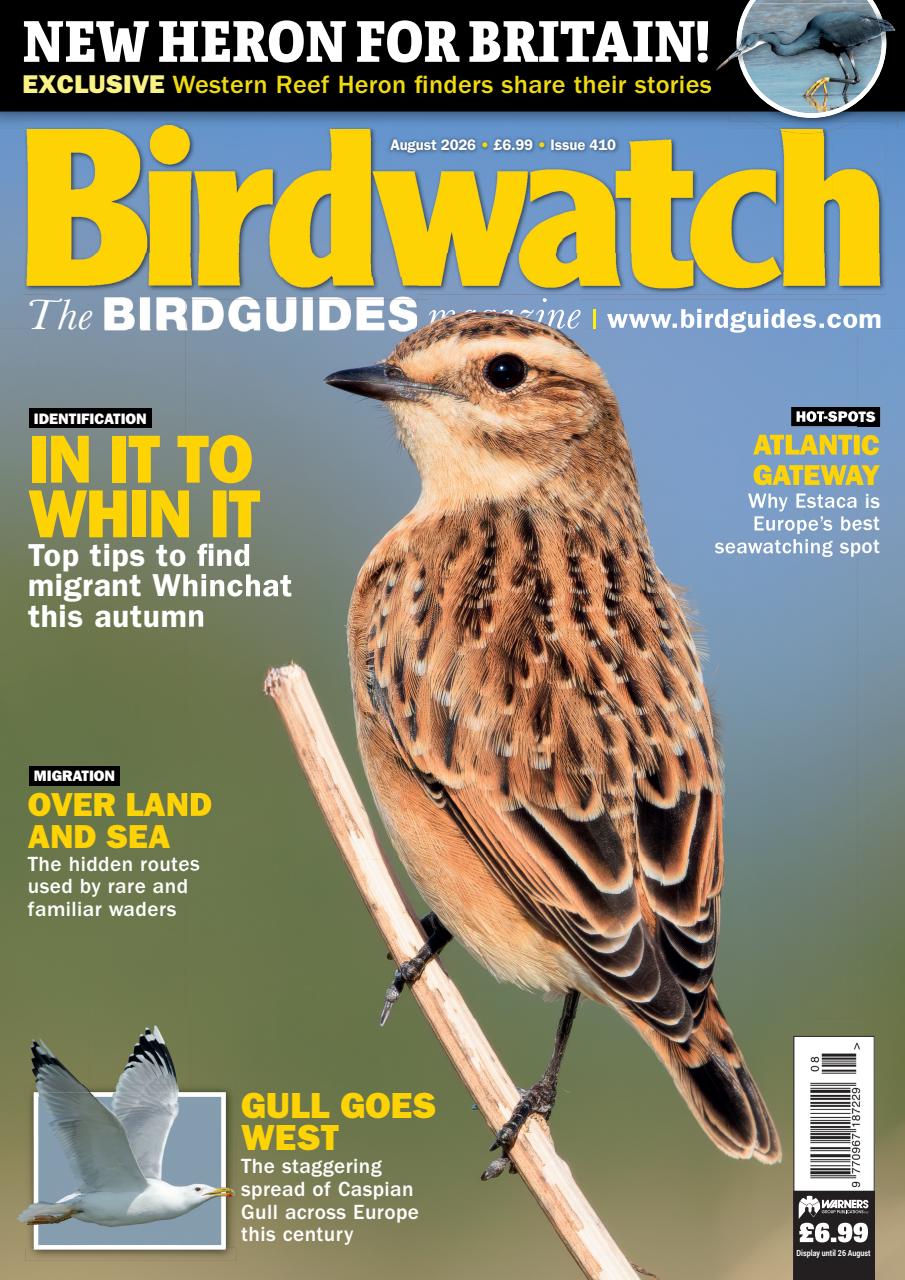 Birdwatch Magazine Preview Pages