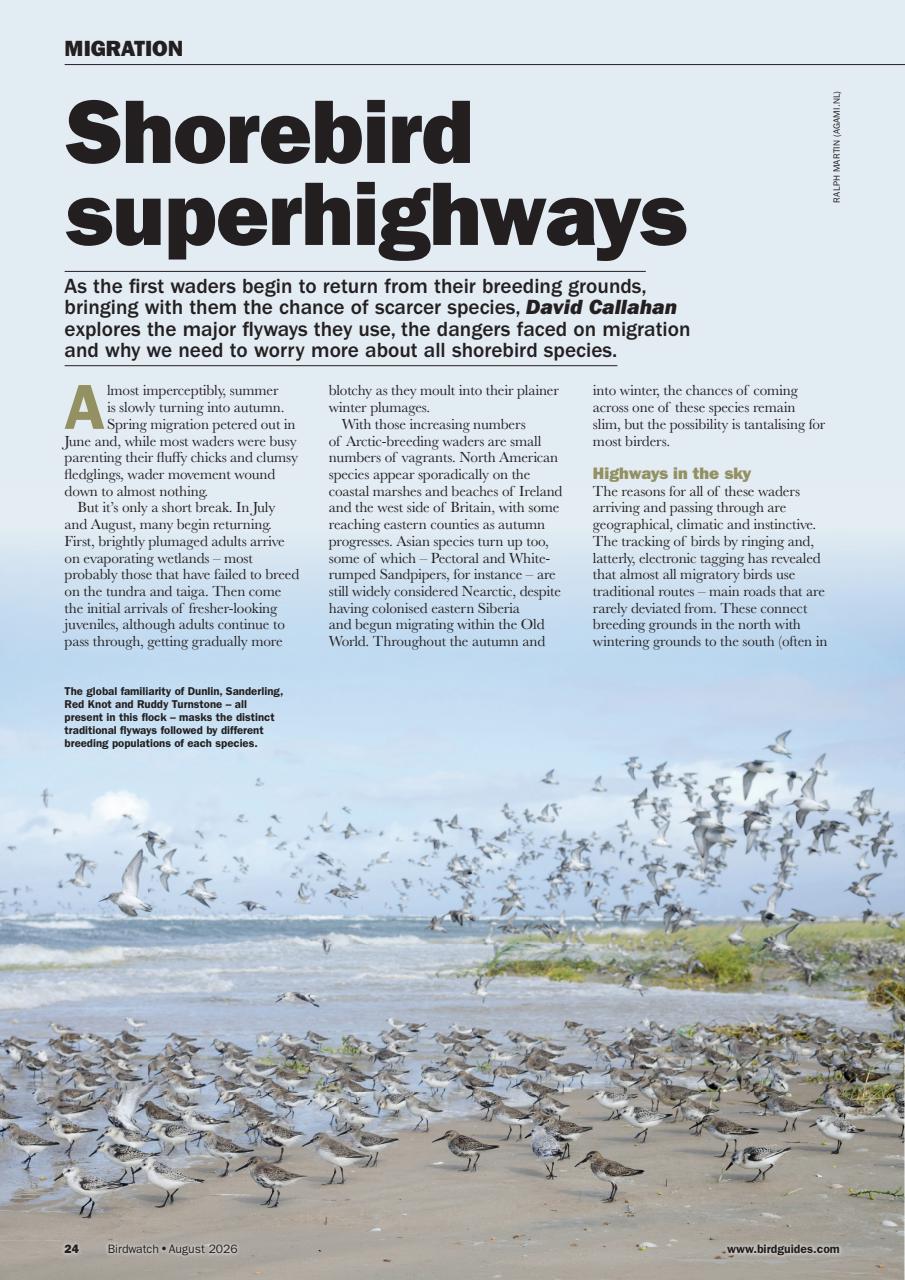 Birdwatch Magazine Preview Pages