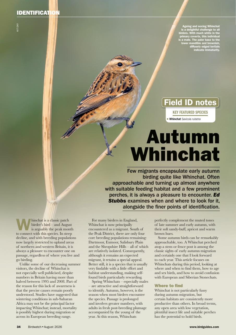 Birdwatch Magazine Preview Pages