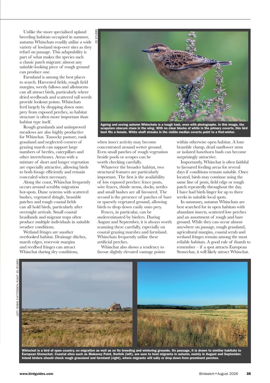Birdwatch Magazine Preview Pages