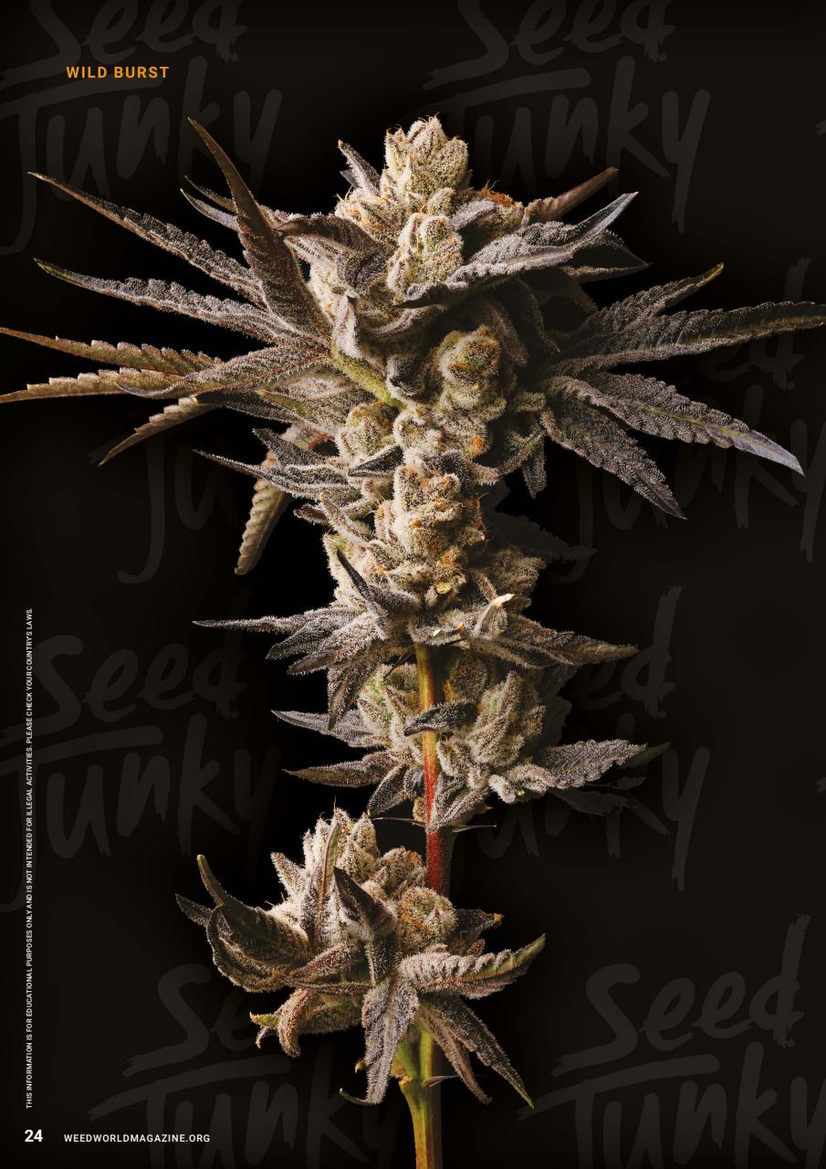 Weed World Preview Pages