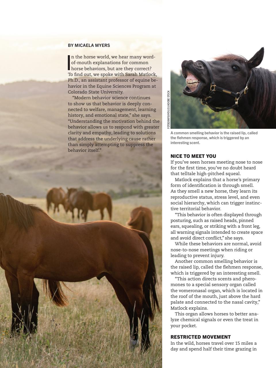 Horse Illustrated Magazine Preview Pages