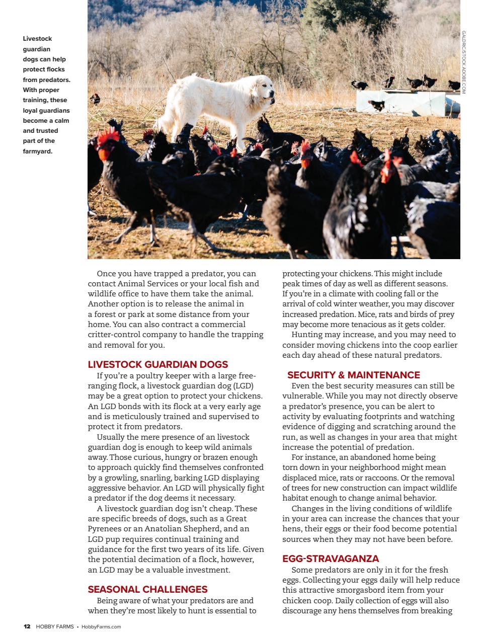Hobby Farms Magazine Preview Pages
