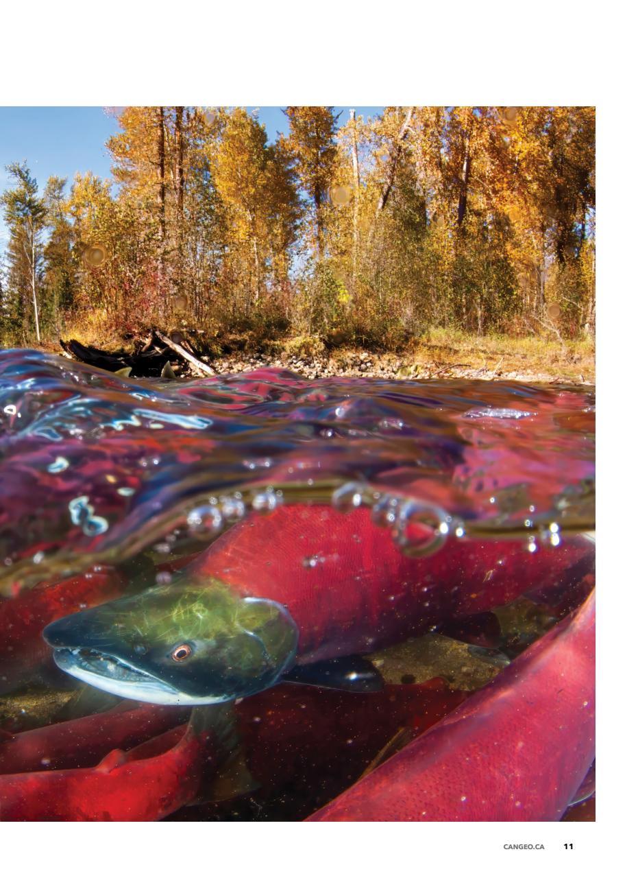 Canadian Geographic Preview Pages