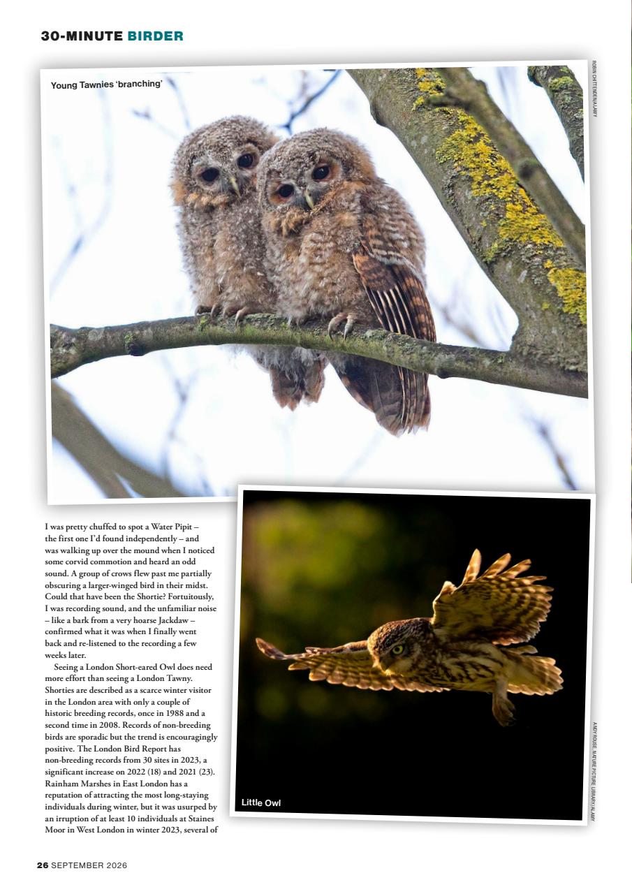 Bird Watching Preview Pages