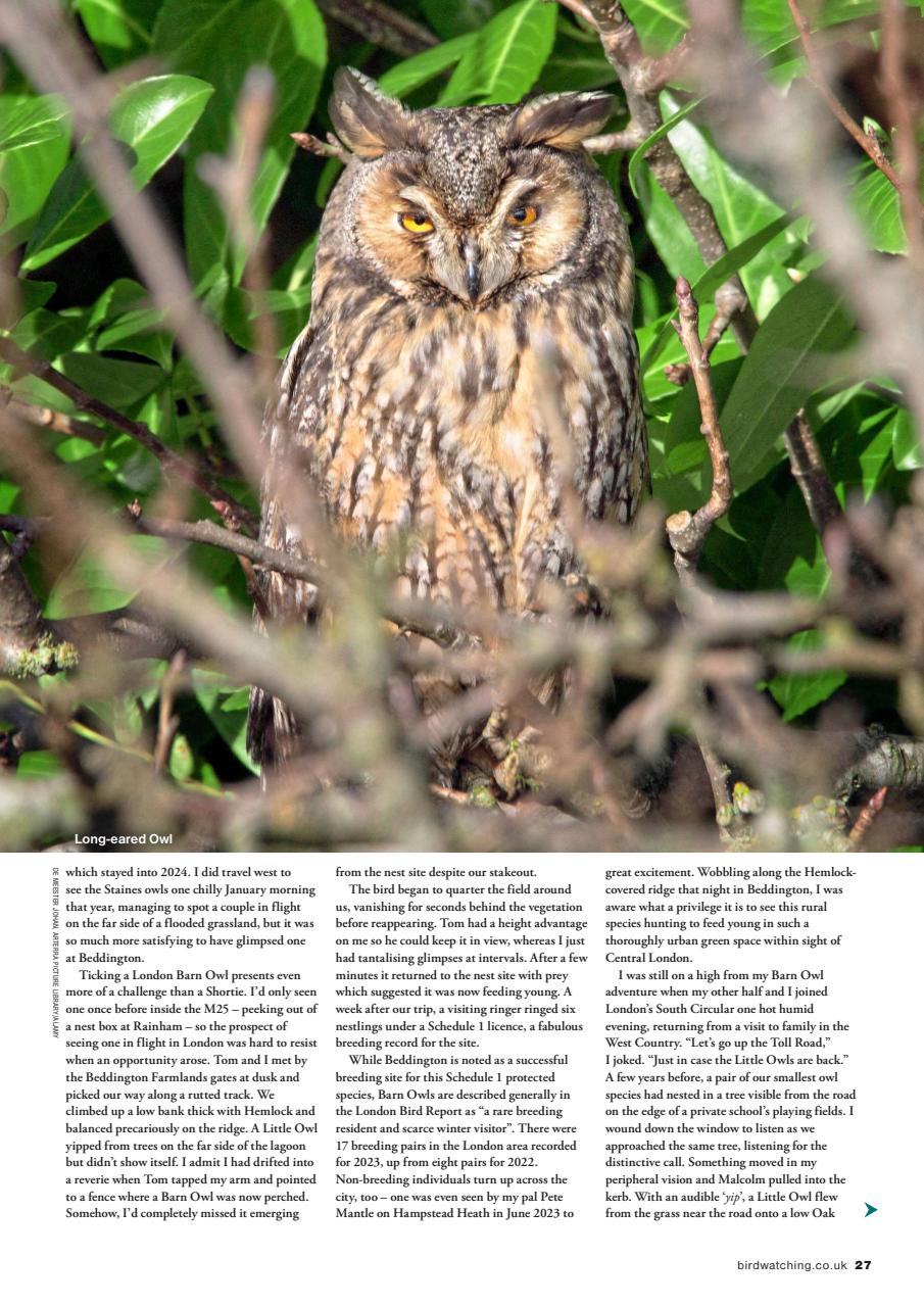 Bird Watching Preview Pages
