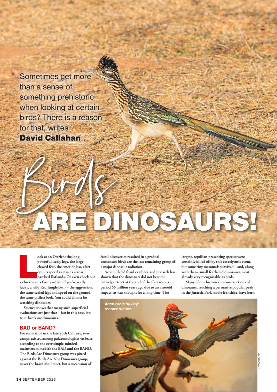 Bird Watching Preview Pages