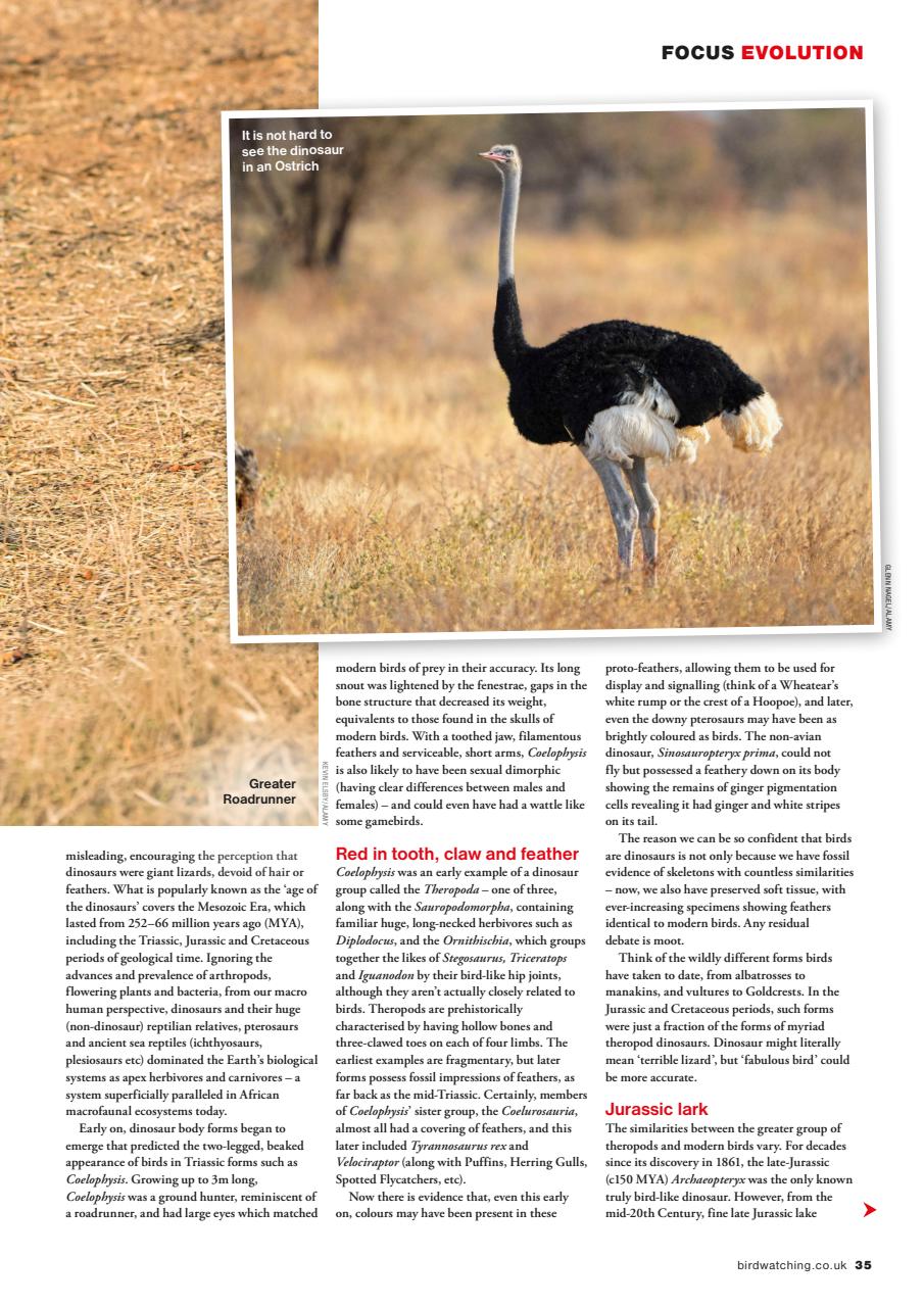 Bird Watching Preview Pages