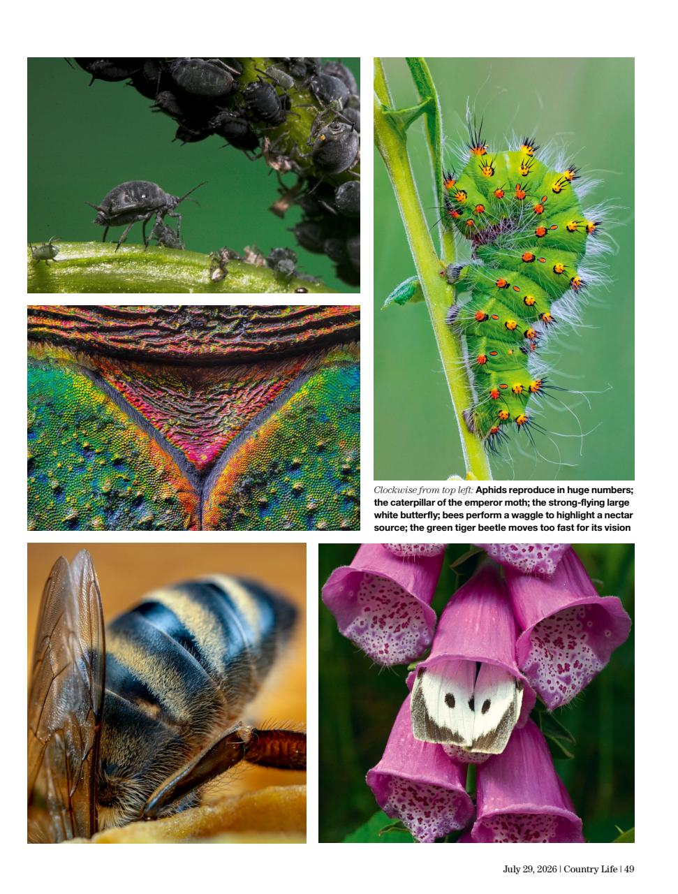 Country Life Preview Pages